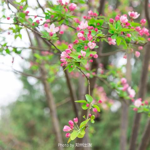 郑州未来30天天气预报全解析，春暖花开，气温波动需留意
