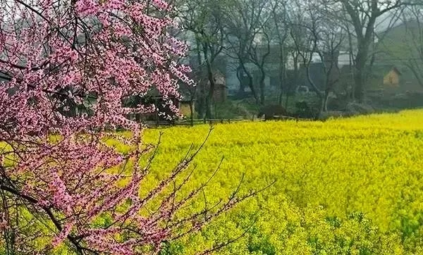 豫南春色，信阳天气里的诗意与生活